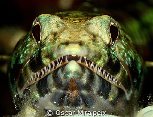 lizardfish portrait by Oscar Miralpeix 